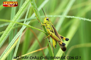 Mơ thấy châu chấu đánh đề con gì ?