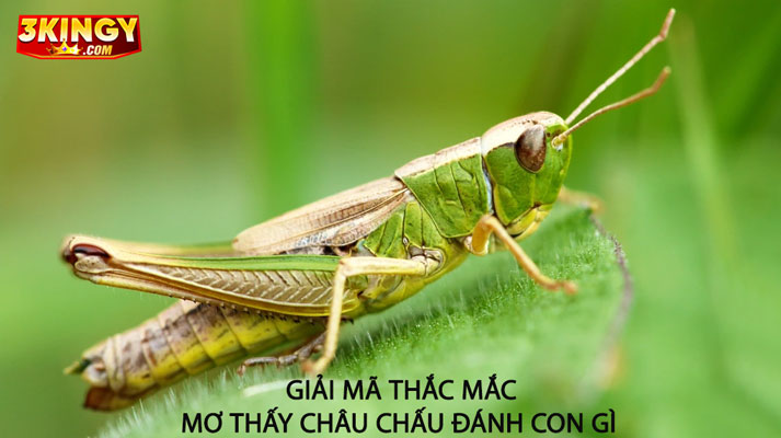Giải mã thắc mắc giấc mơ thấy châu chấu đánh đề con gì